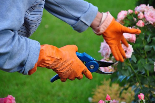 Weed and moss control for lawns in Arnos Grove