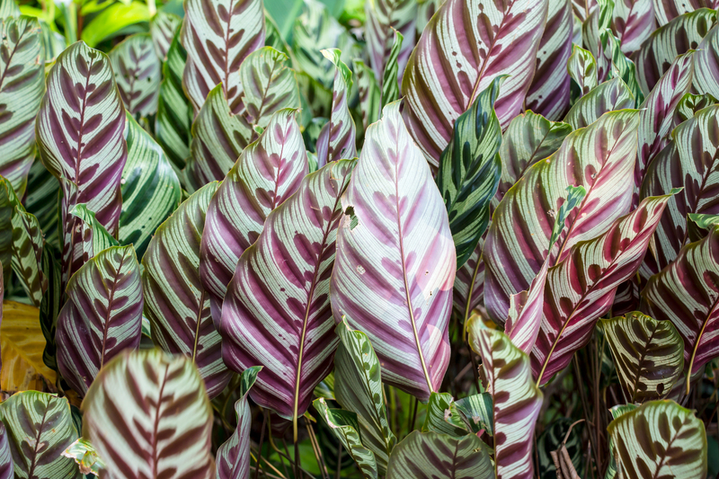 garden landscaping garden design