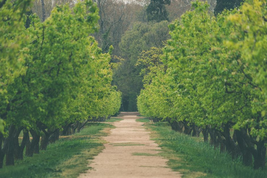 A straight, narrow dirt pathway running through a well-maintained garden with lush, green trees lining both sides of the path. The trees have dense foliage with vibrant green leaves, some appearing fr