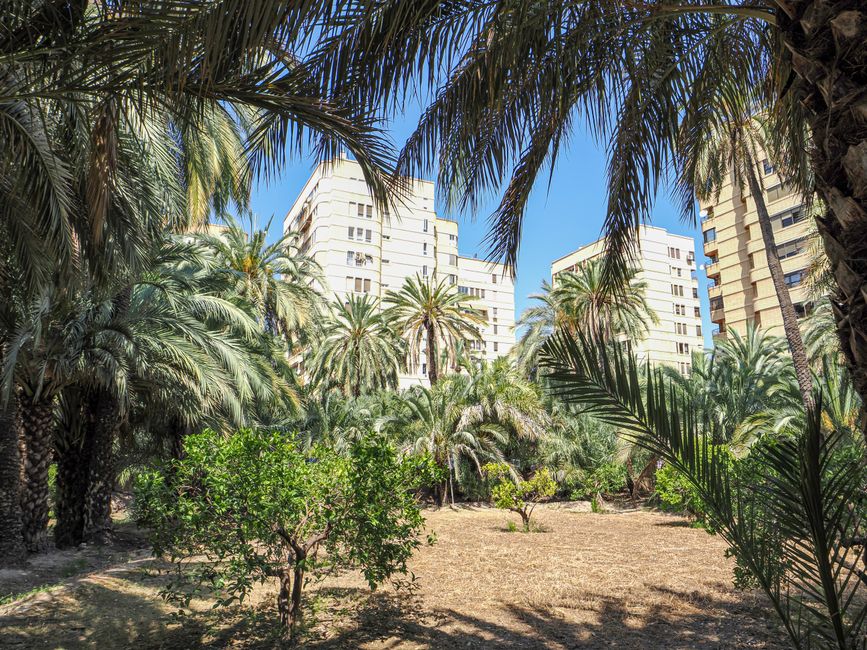 A straight, narrow dirt pathway running through a well-maintained garden with lush, green trees lining both sides of the path. The trees have dense foliage with vibrant green leaves, some appearing fr