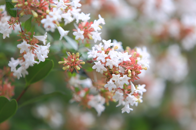 lawn maintenance flower borders